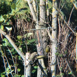 European Greenfinch