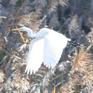 Great Egret