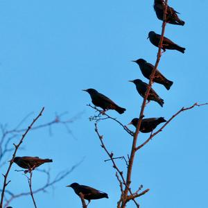 Common Starling