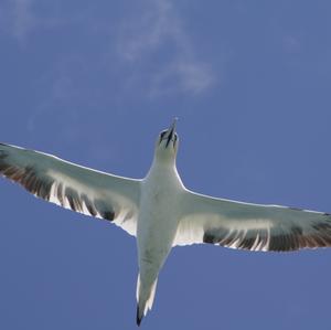 Northern Gannet