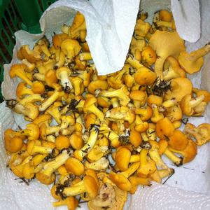 Chanterelle, Common