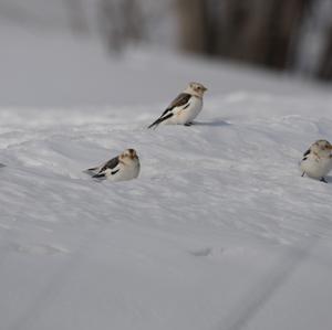 Snow Bunting