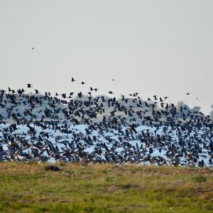 Greylag Goose