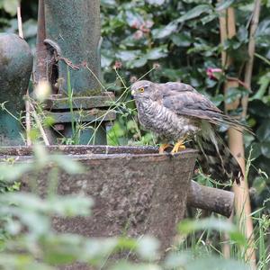 Eurasian Sparrowhawk