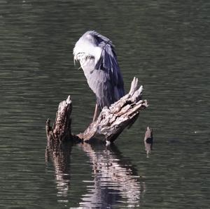 Grey Heron