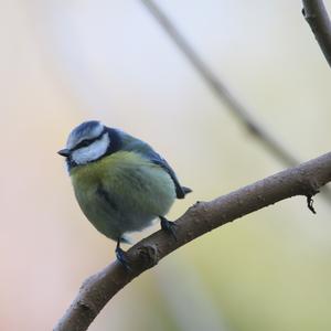 Blue Tit