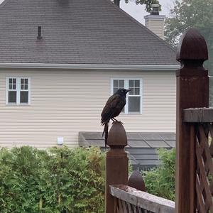 Common Grackle