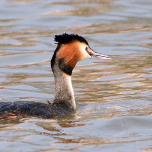 Great Crested Grebe