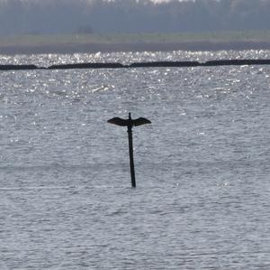 Great Cormorant