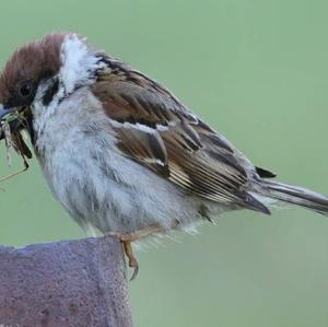 Eurasian Tree Sparrow