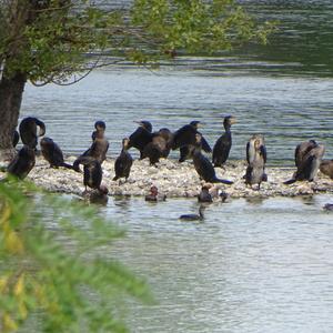 Great Cormorant