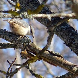 Wood Nuthatch