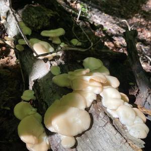 Oyster Mushroom