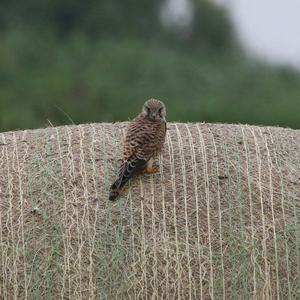 Common Kestrel