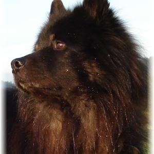 Eurasier