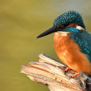 Eisvogel