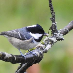 Coal Tit