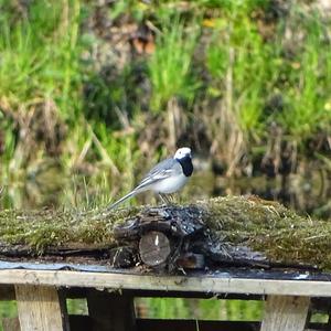 White Wagtail