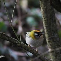 Firecrest