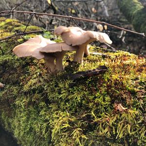 Oyster Mushroom