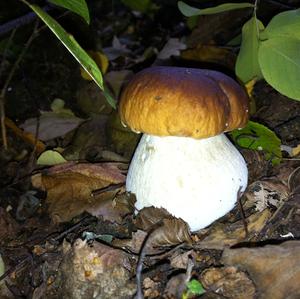 Summer Bolete