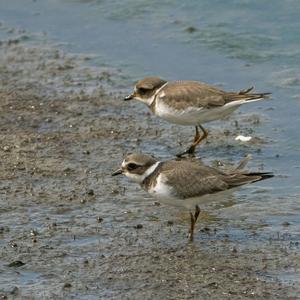 Common Ringed Plover