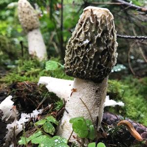 Stinkhorn, Common