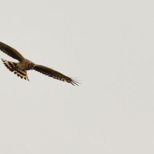 Western Marsh-harrier