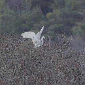 Great Egret