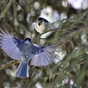 Blue Tit