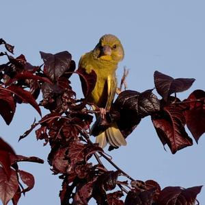 European Greenfinch