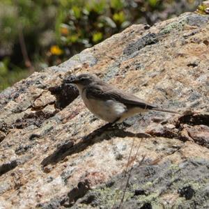 Water Pipit