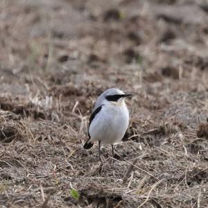 Northern Wheatear