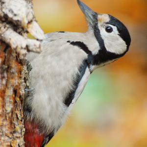 Great Spotted Woodpecker