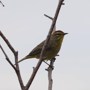 Palm Warbler