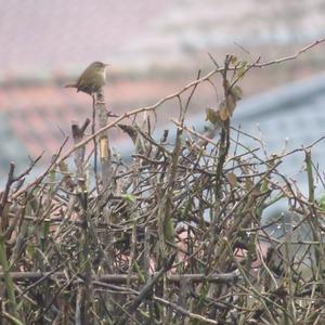 Winter Wren