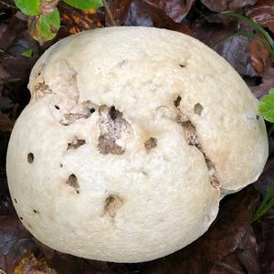 Giant Puffball