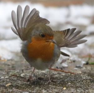 European Robin