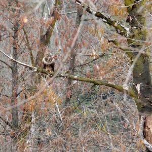 Common Buzzard