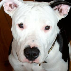 American Staffordshire Terrier