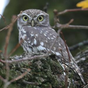 Little Owl