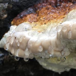 Red-belted Polypore