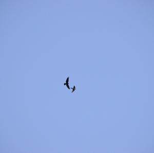 Common Kestrel