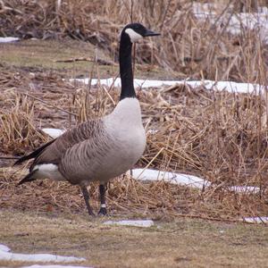 Canada Goose