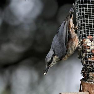 Wood Nuthatch