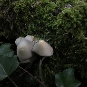 Psathyrella, Common