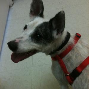 Unknown Breed