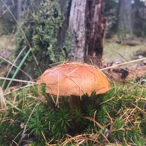 Bay Bolete