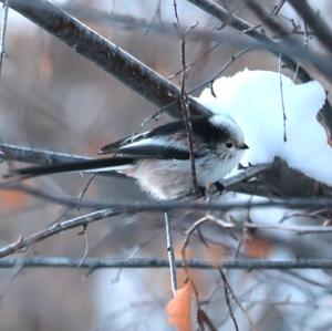 Long-tailed Tit