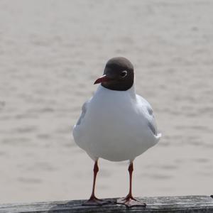 Mediterranean Gull